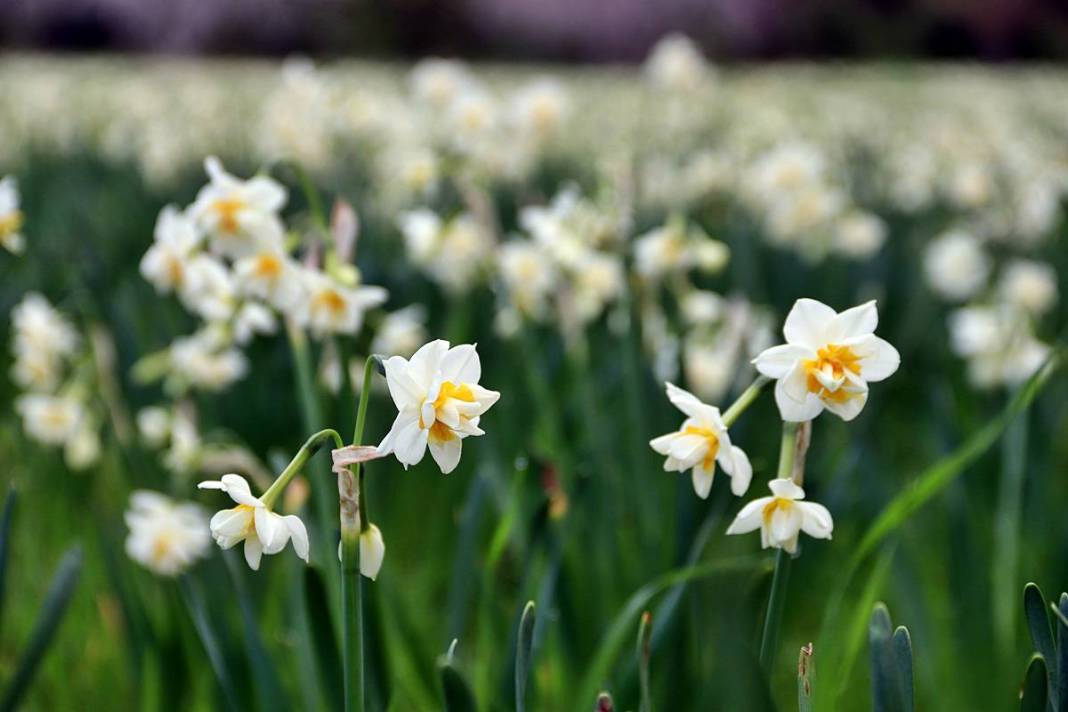 Bir demeti tarlada 100-120 TL, tezgahta 150-200 TL! O kentte hasat başladı 9